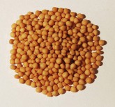 Hořčice bílá celá 1kg - - Koření - Jednodruhové koření