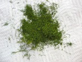 Kopr sušený 250g - - Koření - Jednodruhové koření