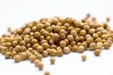 Koriandr celý 1kg - - Koření - Jednodruhové koření