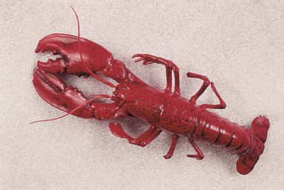 AKCE Atrapa Langusta Humr 50x18cm - Gastro příslušenství - Atrapy potravin - Atrapy Mořské živočíchy