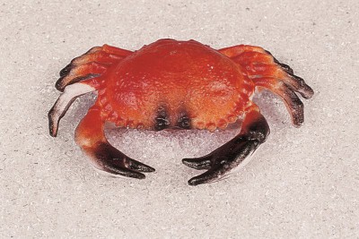 Atrapa Krab 20x13cm - Gastro příslušenství - Atrapy potravin - Atrapy Mořské živočíchy