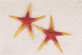 Atrapa Hvězdice oranžová 25cm - Gastro příslušenství - Atrapy potravin